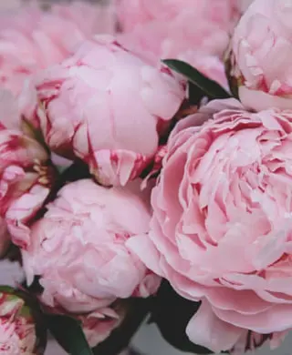pink peonies