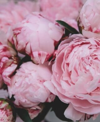 pink peonies