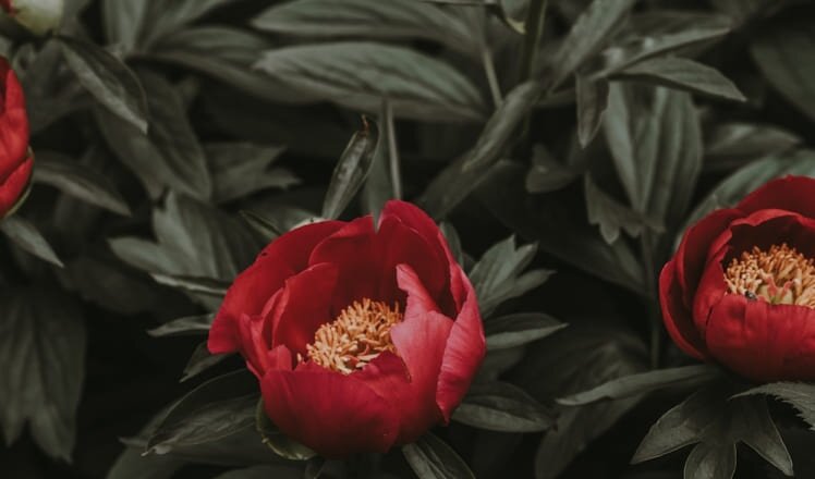 Red flowers