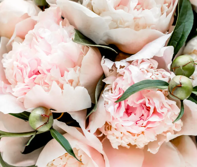 Peonies