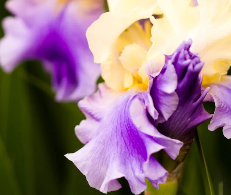 Tall bearded irises